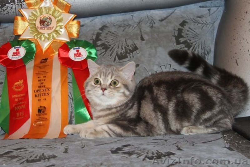 Шотландский ШОУ-котик - <ro>Изображение</ro><ru>Изображение</ru> #2, <ru>Объявление</ru> #1206465