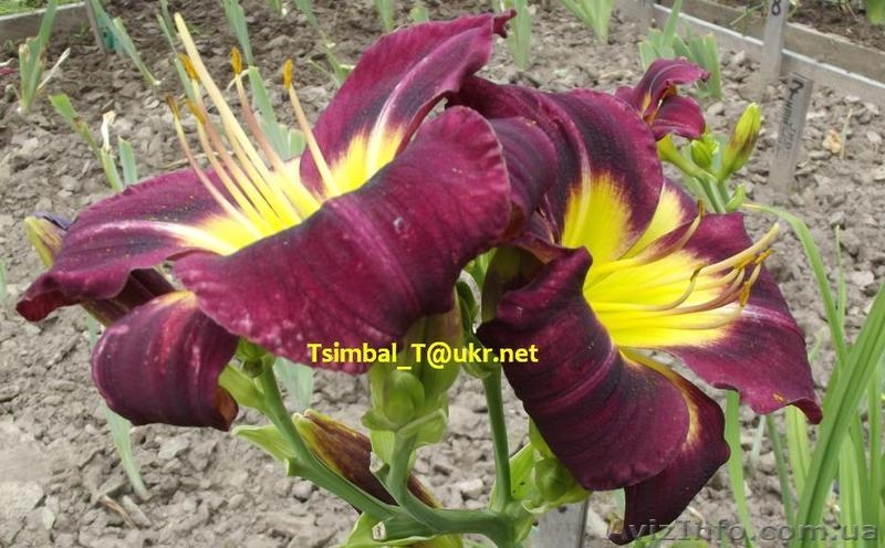 Продажа сортовых Лилейников - <ro>Изображение</ro><ru>Изображение</ru> #6, <ru>Объявление</ru> #912612