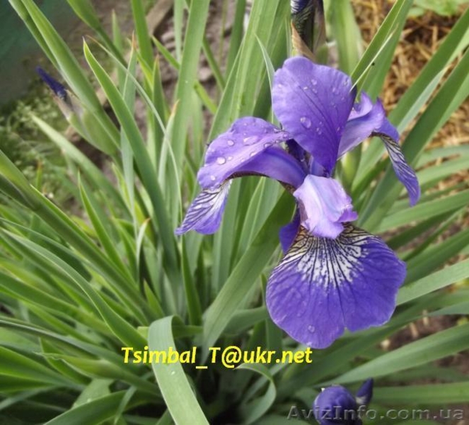 Продам ,,безбородые,,Ирисы;сибирские, луизианские.Из коллекции Владимира Цымбала - <ro>Изображение</ro><ru>Изображение</ru> #4, <ru>Объявление</ru> #1211434