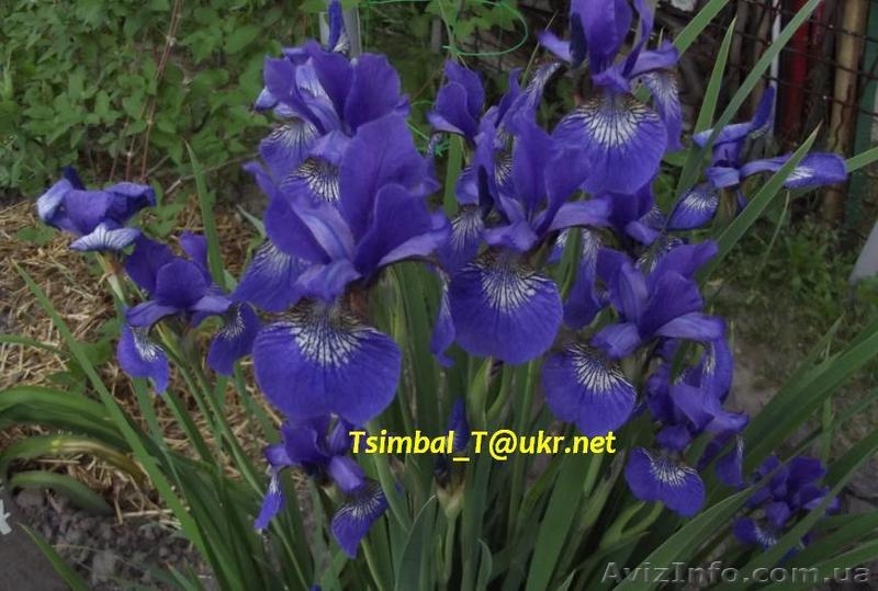 Продам ,,безбородые,,Ирисы;сибирские, луизианские.Из коллекции Владимира Цымбала - <ro>Изображение</ro><ru>Изображение</ru> #5, <ru>Объявление</ru> #1211434
