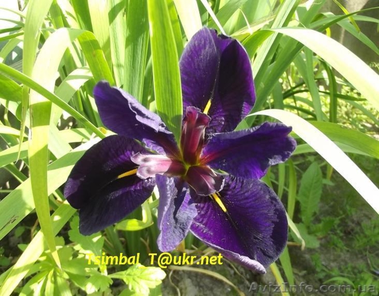 Продам ,,безбородые,,Ирисы;сибирские, луизианские.Из коллекции Владимира Цымбала - <ro>Изображение</ro><ru>Изображение</ru> #6, <ru>Объявление</ru> #1211434
