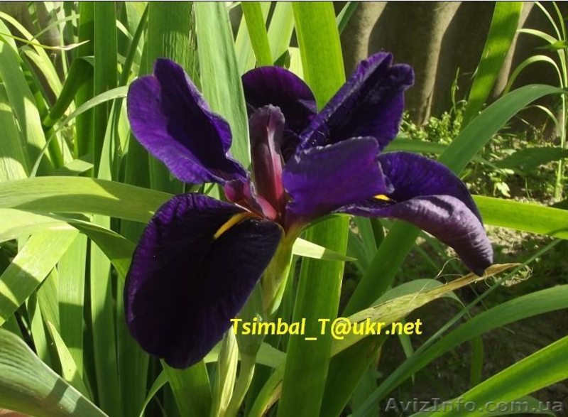 Продам ,,безбородые,,Ирисы;сибирские, луизианские.Из коллекции Владимира Цымбала - <ro>Изображение</ro><ru>Изображение</ru> #7, <ru>Объявление</ru> #1211434