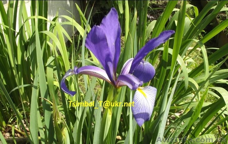 Продам ,,безбородые,,Ирисы;сибирские, луизианские.Из коллекции Владимира Цымбала - <ro>Изображение</ro><ru>Изображение</ru> #8, <ru>Объявление</ru> #1211434