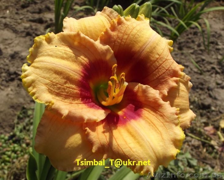 Продажа сортовых Лилейников - <ro>Изображение</ro><ru>Изображение</ru> #8, <ru>Объявление</ru> #912612