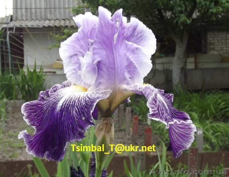 Ирисы высокие бородатые.Продажа - <ro>Изображение</ro><ru>Изображение</ru> #9, <ru>Объявление</ru> #912577