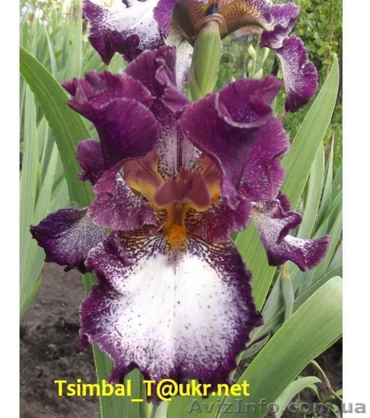 Ирисы высокие бородатые.Продажа - <ro>Изображение</ro><ru>Изображение</ru> #2, <ru>Объявление</ru> #912577