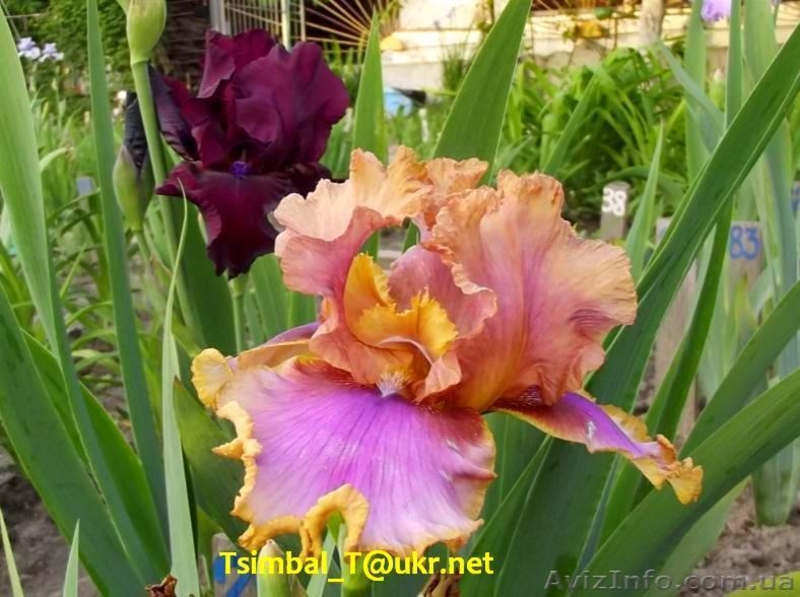 Ирисы высокие бородатые.Продажа - <ro>Изображение</ro><ru>Изображение</ru> #3, <ru>Объявление</ru> #912577