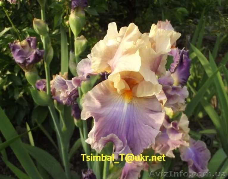 Ирисы высокие бородатые.Продажа - <ro>Изображение</ro><ru>Изображение</ru> #6, <ru>Объявление</ru> #912577