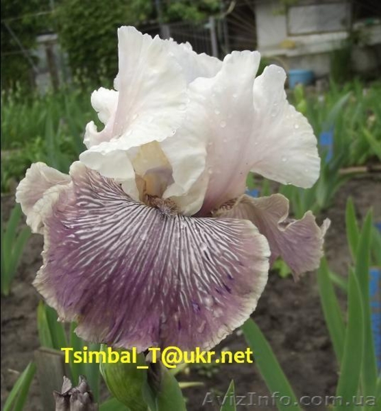 Ирисы высокие бородатые.Продажа - <ro>Изображение</ro><ru>Изображение</ru> #8, <ru>Объявление</ru> #912577