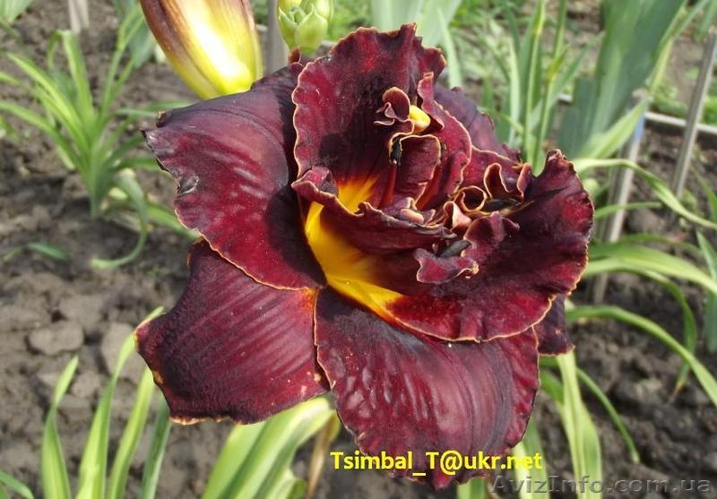 Продажа сортовых Лилейников - <ro>Изображение</ro><ru>Изображение</ru> #7, <ru>Объявление</ru> #912612