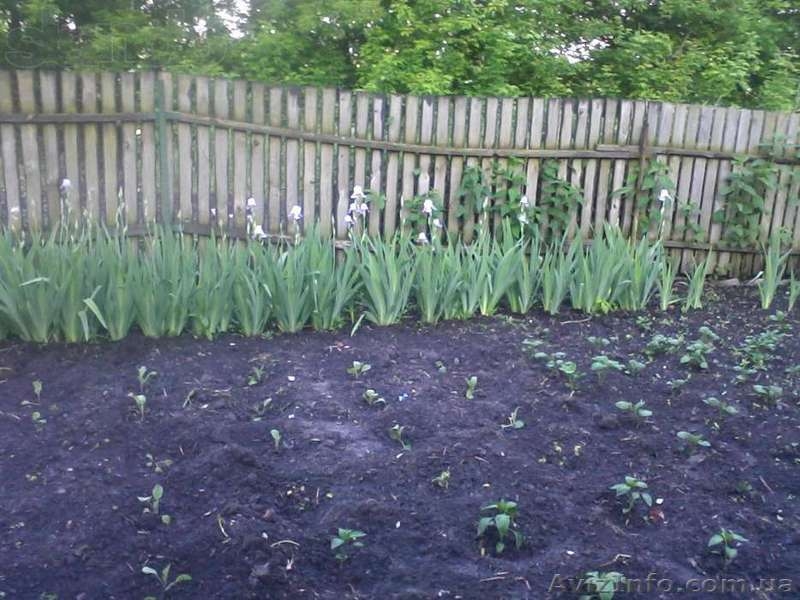 Дом, квартира (63,8 м2) в с. Софиевка, земельный участ 0,19 га - <ro>Изображение</ro><ru>Изображение</ru> #7, <ru>Объявление</ru> #1225744