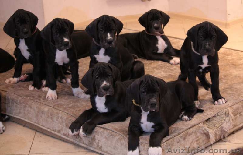 Щенки немецкого дога от лучших европейских кровей - <ro>Изображение</ro><ru>Изображение</ru> #2, <ru>Объявление</ru> #1220067