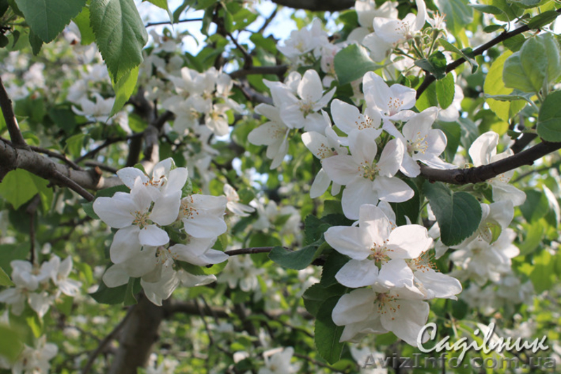 Опрыскивание деревьев от болезней и вредителей. Обработка сада - <ro>Изображение</ro><ru>Изображение</ru> #3, <ru>Объявление</ru> #419923