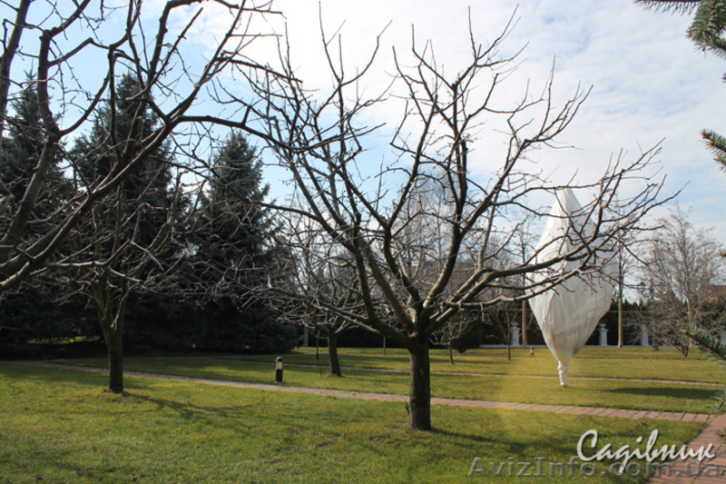 Обрезка плодовых и декоративных деревьев. Обрезка сада Киев и область  - <ro>Изображение</ro><ru>Изображение</ru> #3, <ru>Объявление</ru> #420582