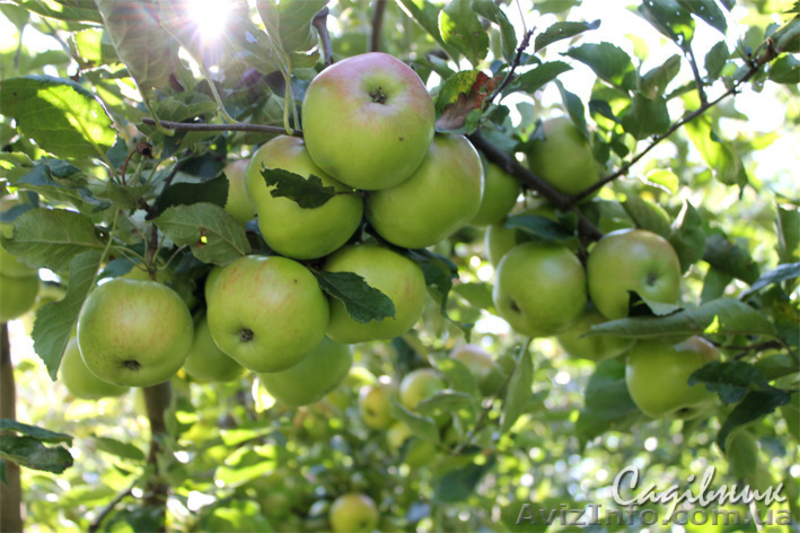 Опрыскивание деревьев от болезней и вредителей. Обработка сада - <ro>Изображение</ro><ru>Изображение</ru> #4, <ru>Объявление</ru> #419923
