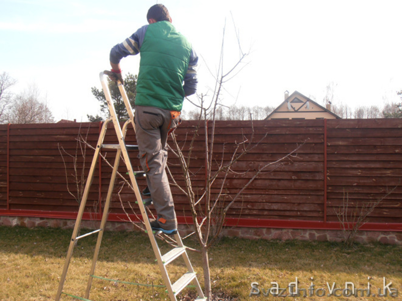 Обрезка деревьев  и кустарников. Обрезка плодовых деревьев - <ro>Изображение</ro><ru>Изображение</ru> #4, <ru>Объявление</ru> #544422