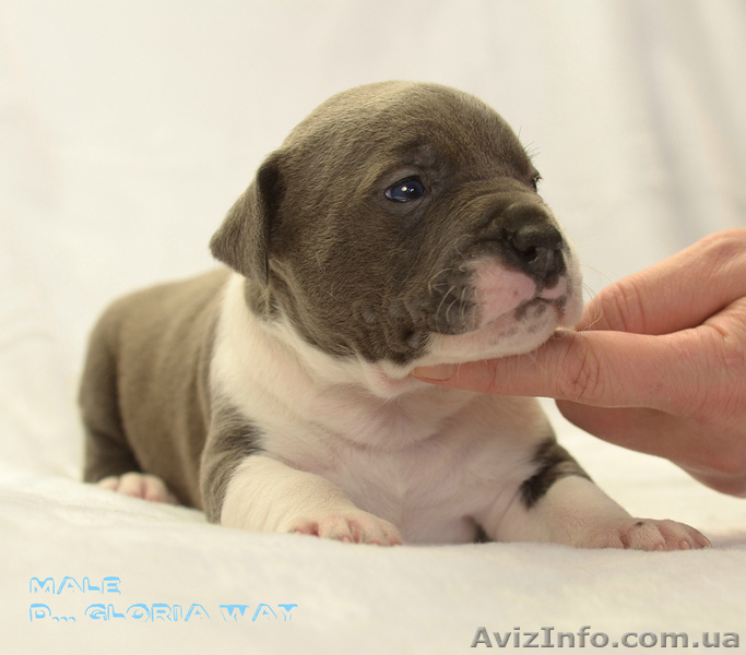 Очаровательная кроха стафф - <ro>Изображение</ro><ru>Изображение</ru> #2, <ru>Объявление</ru> #1223329