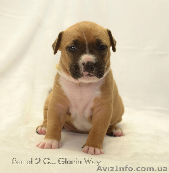 Бронь на щенков амстаффа - <ro>Изображение</ro><ru>Изображение</ru> #5, <ru>Объявление</ru> #1223318