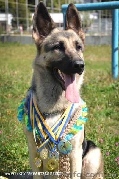 Щенки восточноевропейской овчарки! - <ro>Изображение</ro><ru>Изображение</ru> #3, <ru>Объявление</ru> #1216778