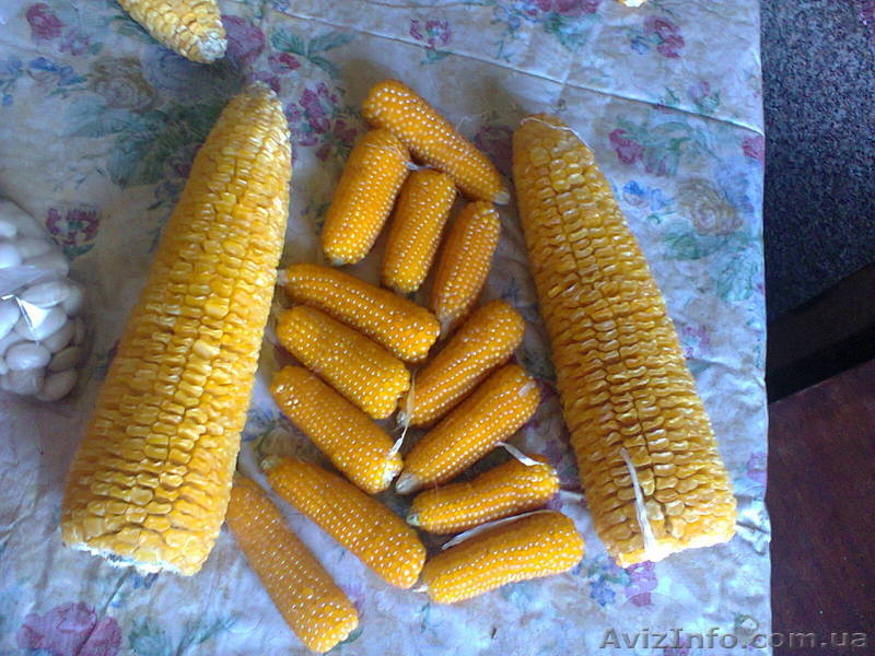 черная кукуруза: инков, ацтеков, черно-фиолетовая, мини, белая, желтая, цветная - <ro>Изображение</ro><ru>Изображение</ru> #4, <ru>Объявление</ru> #1225042