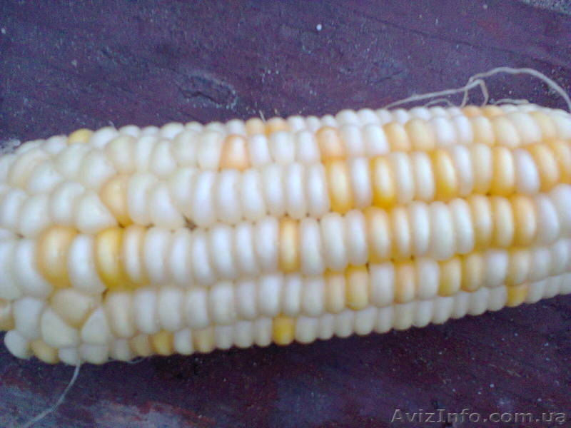 черная кукуруза: инков, ацтеков, черно-фиолетовая, мини, белая, желтая, цветная - <ro>Изображение</ro><ru>Изображение</ru> #7, <ru>Объявление</ru> #1225042