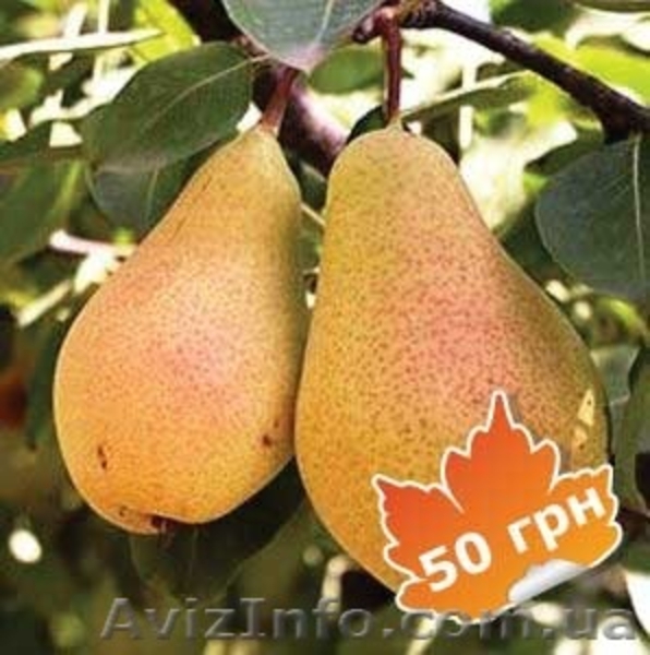 Саженцы, удобрения, семена, садовый инвентарь - <ro>Изображение</ro><ru>Изображение</ru> #6, <ru>Объявление</ru> #1226264