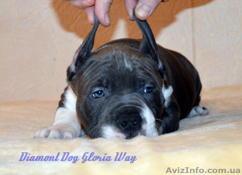 Шикарный щенок мальчик Американского Стаффордширского Терьера голубого с белым о - <ro>Изображение</ro><ru>Изображение</ru> #2, <ru>Объявление</ru> #1242902