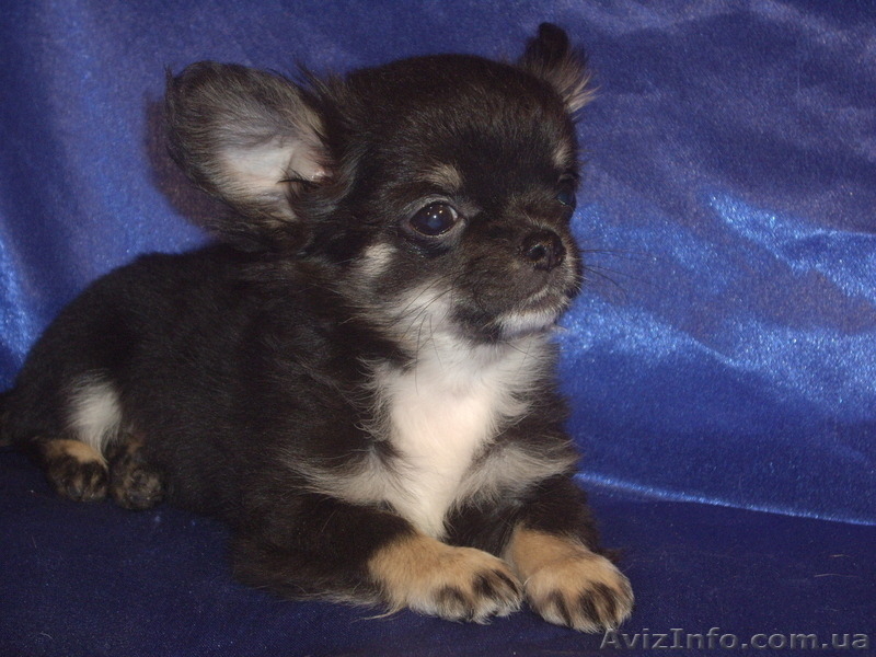 Крутой мальчишка длинношерстной чихуахуа - <ro>Изображение</ro><ru>Изображение</ru> #5, <ru>Объявление</ru> #1241560