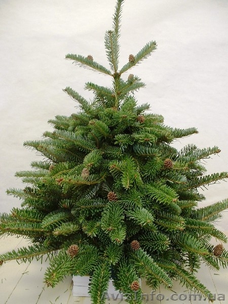 Саженцы ели голубой, корейской, сербской, сосны крымской (Польша) - <ro>Изображение</ro><ru>Изображение</ru> #3, <ru>Объявление</ru> #1233903
