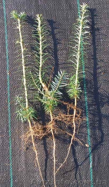 Саженцы ели голубой, корейской, сербской, сосны крымской (Польша) - <ro>Изображение</ro><ru>Изображение</ru> #4, <ru>Объявление</ru> #1233903