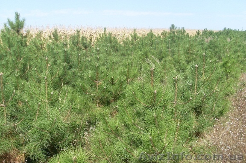 Саженцы ели голубой, корейской, сербской, сосны крымской (Польша) - <ro>Изображение</ro><ru>Изображение</ru> #5, <ru>Объявление</ru> #1233903