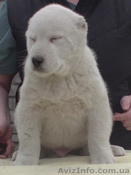 Алабай (среднеазиатская овчарка), чистокровные щенки - <ro>Изображение</ro><ru>Изображение</ru> #1, <ru>Объявление</ru> #1237671