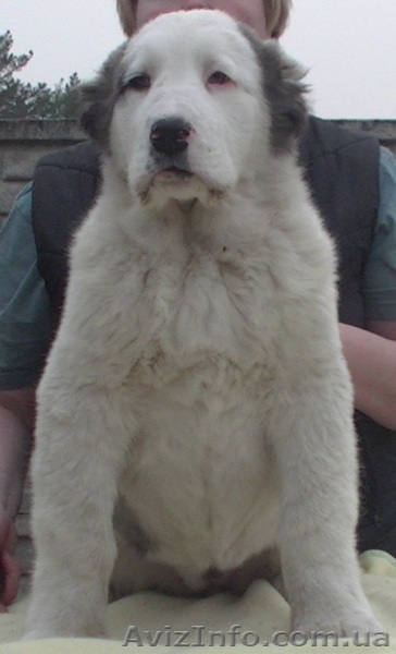 Алабай (среднеазиатская овчарка), чистокровные щенки - <ro>Изображение</ro><ru>Изображение</ru> #5, <ru>Объявление</ru> #1237671