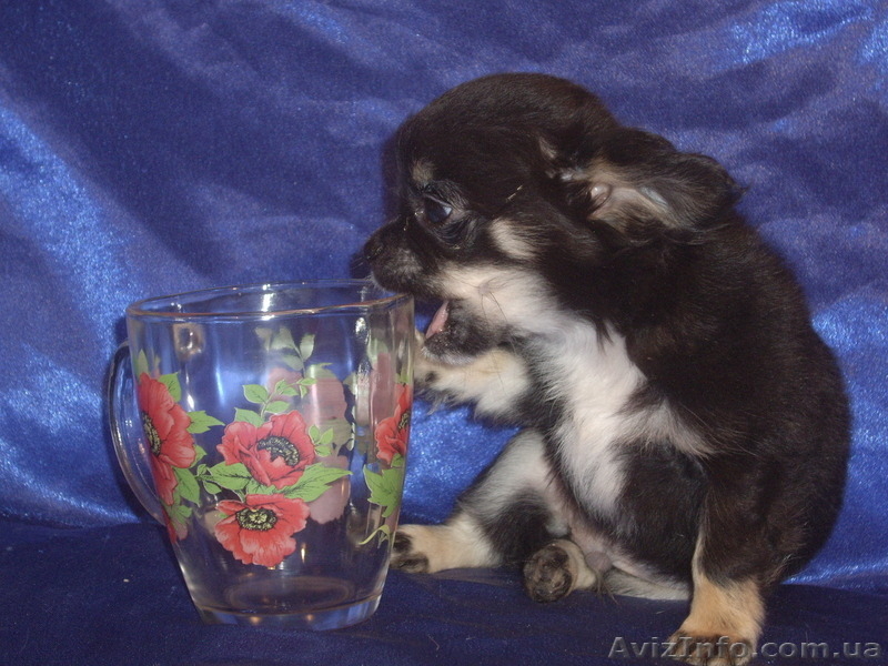 Крутой мальчишка длинношерстной чихуахуа - <ro>Изображение</ro><ru>Изображение</ru> #4, <ru>Объявление</ru> #1241560