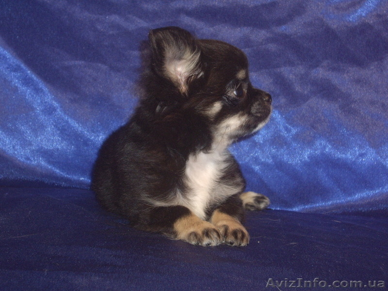 Крутой мальчишка длинношерстной чихуахуа - <ro>Изображение</ro><ru>Изображение</ru> #3, <ru>Объявление</ru> #1241560