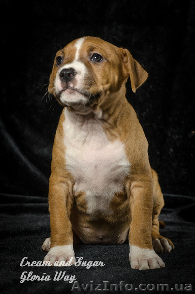 Питомник предлагает красивых щенков стафики - <ro>Изображение</ro><ru>Изображение</ru> #1, <ru>Объявление</ru> #1238032