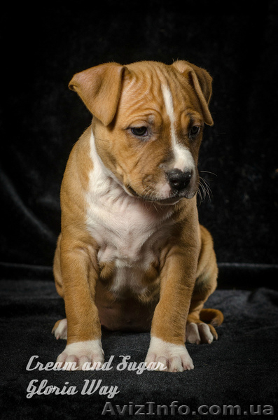 Питомник предлагает красивых щенков стафики - <ro>Изображение</ro><ru>Изображение</ru> #2, <ru>Объявление</ru> #1238032