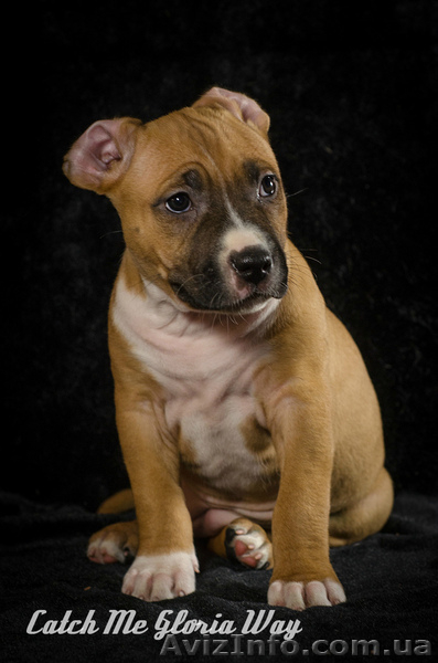 Питомник предлагает красивых щенков стафики - <ro>Изображение</ro><ru>Изображение</ru> #3, <ru>Объявление</ru> #1238032