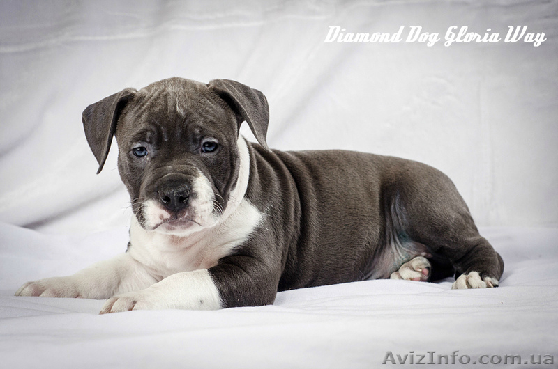 Шикарный щенок мальчик Американского Стаффордширского Терьера голубого с белым о - <ro>Изображение</ro><ru>Изображение</ru> #1, <ru>Объявление</ru> #1242902