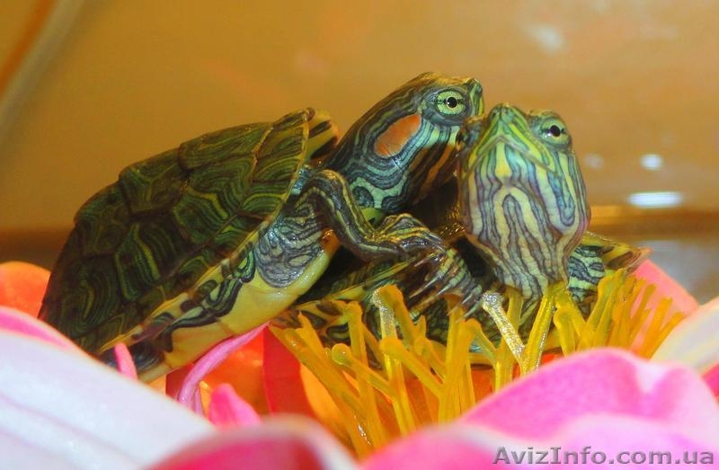 Черепашка+корм+доставка+инструкция по содержанию+консультации  - <ro>Изображение</ro><ru>Изображение</ru> #1, <ru>Объявление</ru> #1227554