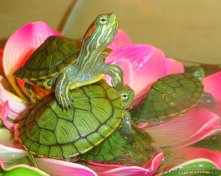 Черепашка+корм+доставка+инструкция по содержанию+консультации  - <ro>Изображение</ro><ru>Изображение</ru> #2, <ru>Объявление</ru> #1227554
