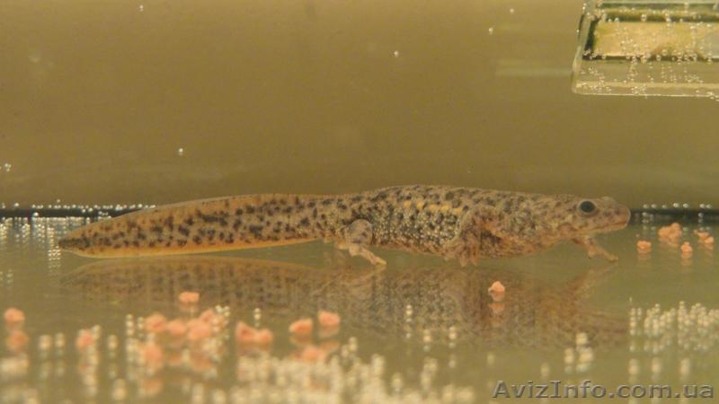 Аквариумные испанские тритоны с доставкой!  - <ro>Изображение</ro><ru>Изображение</ru> #1, <ru>Объявление</ru> #1227555