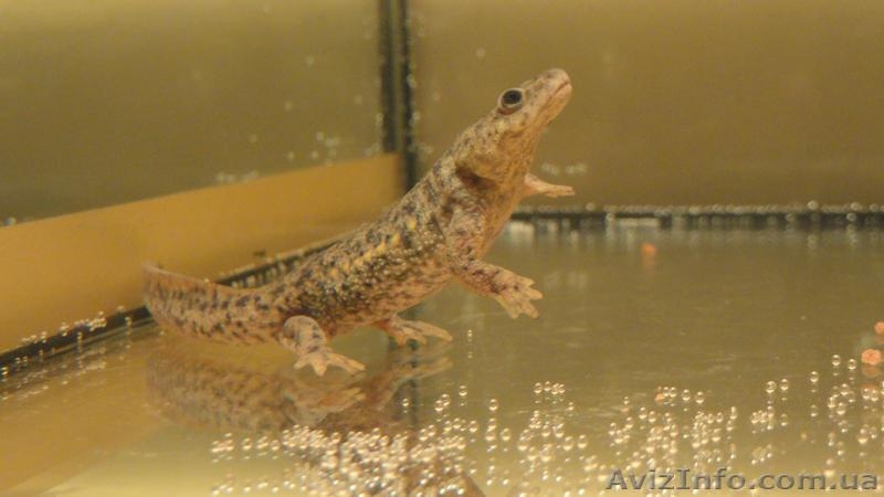 Аквариумные испанские тритоны с доставкой!  - <ro>Изображение</ro><ru>Изображение</ru> #3, <ru>Объявление</ru> #1227555