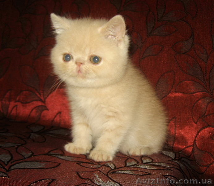 Экзотические котята-экзоты - <ro>Изображение</ro><ru>Изображение</ru> #9, <ru>Объявление</ru> #924583