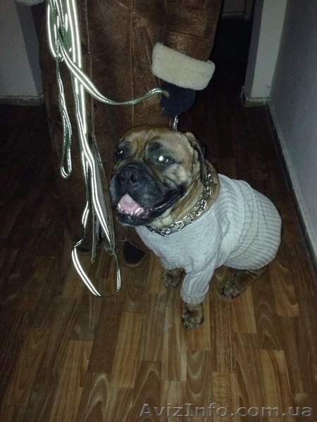 Передержка собак в квартире - <ro>Изображение</ro><ru>Изображение</ru> #3, <ru>Объявление</ru> #1242271