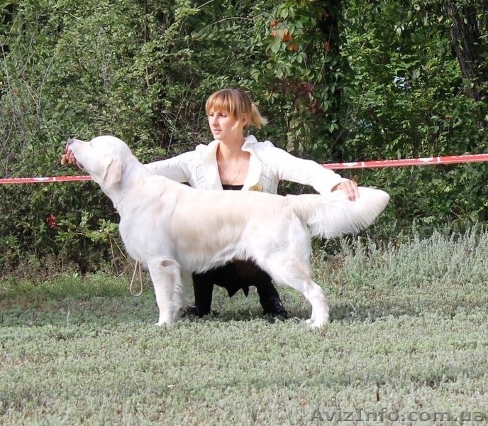 Титулованный кобель золотистого ретривера для вязки - <ro>Изображение</ro><ru>Изображение</ru> #1, <ru>Объявление</ru> #1232078