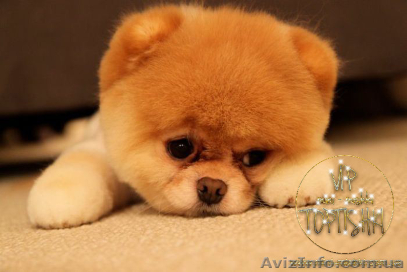 Эксклюзивные щенки карликового Померанского шпица VIP-Classa! - <ro>Изображение</ro><ru>Изображение</ru> #3, <ru>Объявление</ru> #1254840