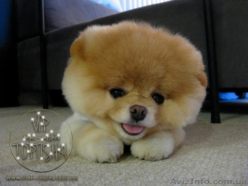Эксклюзивные щенки карликового Померанского шпица VIP-Classa! - <ro>Изображение</ro><ru>Изображение</ru> #2, <ru>Объявление</ru> #1254840