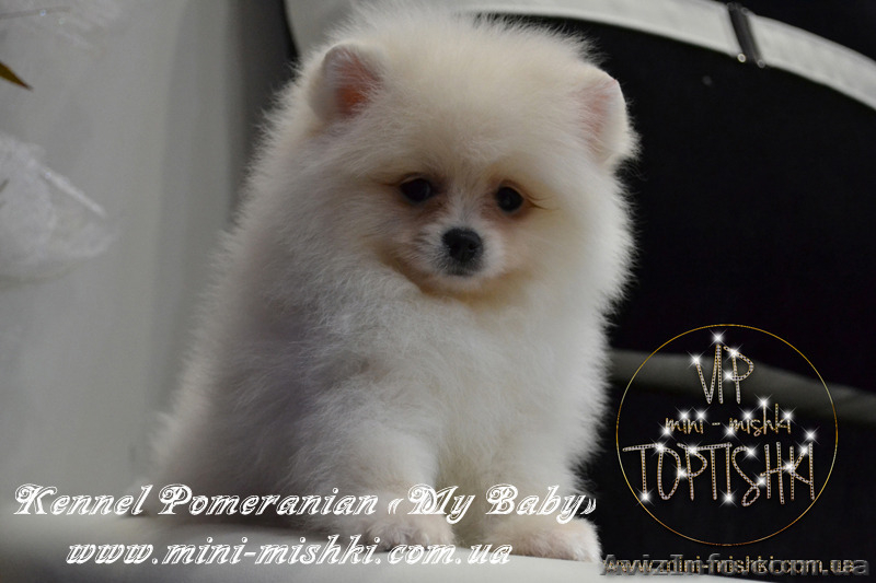 Элитные щенки карликового померанского шпица от питомника «My Baby» - <ro>Изображение</ro><ru>Изображение</ru> #9, <ru>Объявление</ru> #1245253