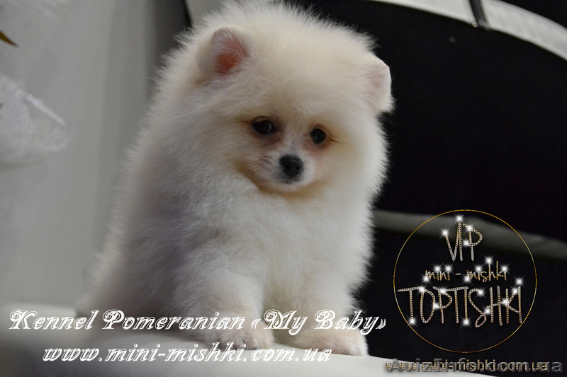 Элитные щенки карликового померанского шпица от питомника «My Baby» - <ro>Изображение</ro><ru>Изображение</ru> #10, <ru>Объявление</ru> #1245253